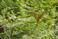 Calliandra calothyrsus
